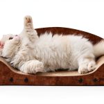Apollo Large Cat Scratcher Sofa USC090135L Orthopedic Lounger-0