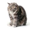 Cat Scratching Pad Smartbean 3PCS Reversible Post 16.7x8.1x1.3 in-6